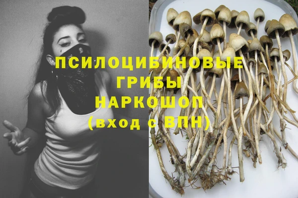 индика Новодвинск